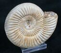 Perisphinctes Ammonite - Jurassic #7369-1